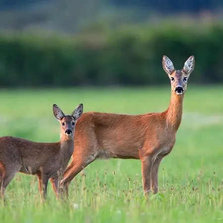 4 Pers - Pied De Piste - Fr-1-592-85